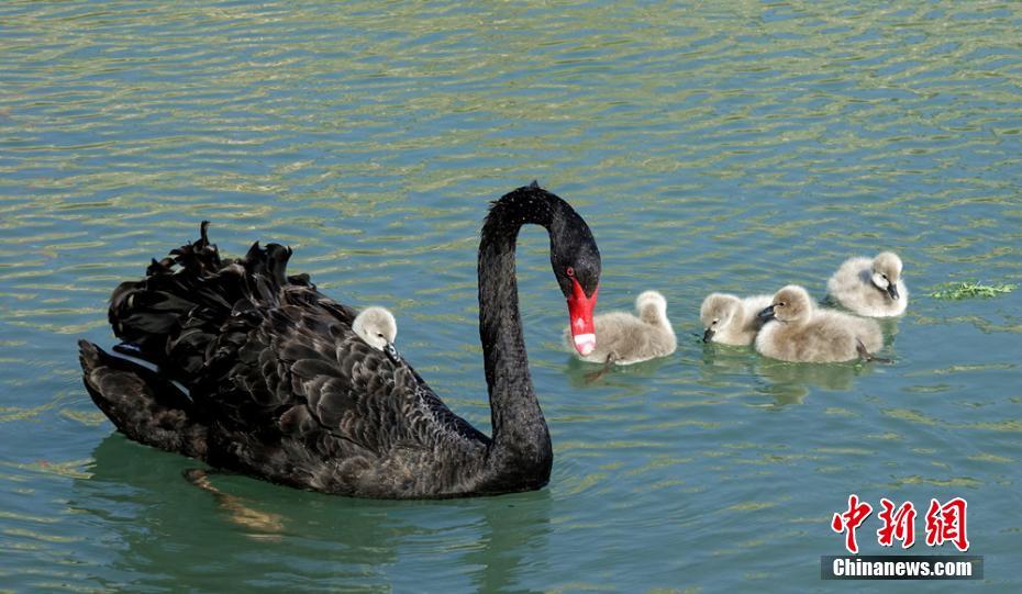 ひな鳥(niǎo)を「おんぶ」しながら湖に浮かぶコクチョウ　新疆