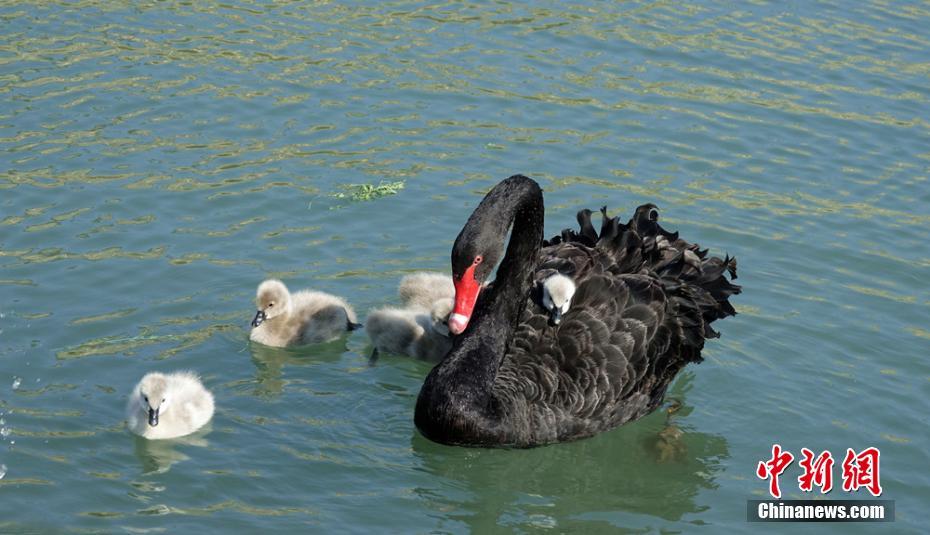 ひな鳥を「おんぶ」しながら湖に浮かぶコクチョウ　新疆