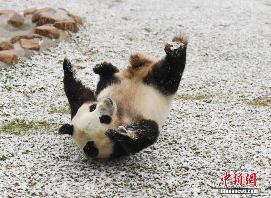 長春で初雪観測　嬉しそうに雪遊びをするパンダの「夢夢」