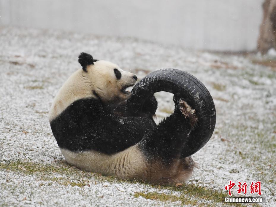 長(zhǎng)春で初雪観測(cè)　嬉しそうに雪遊びをするパンダの「夢(mèng)夢(mèng)」