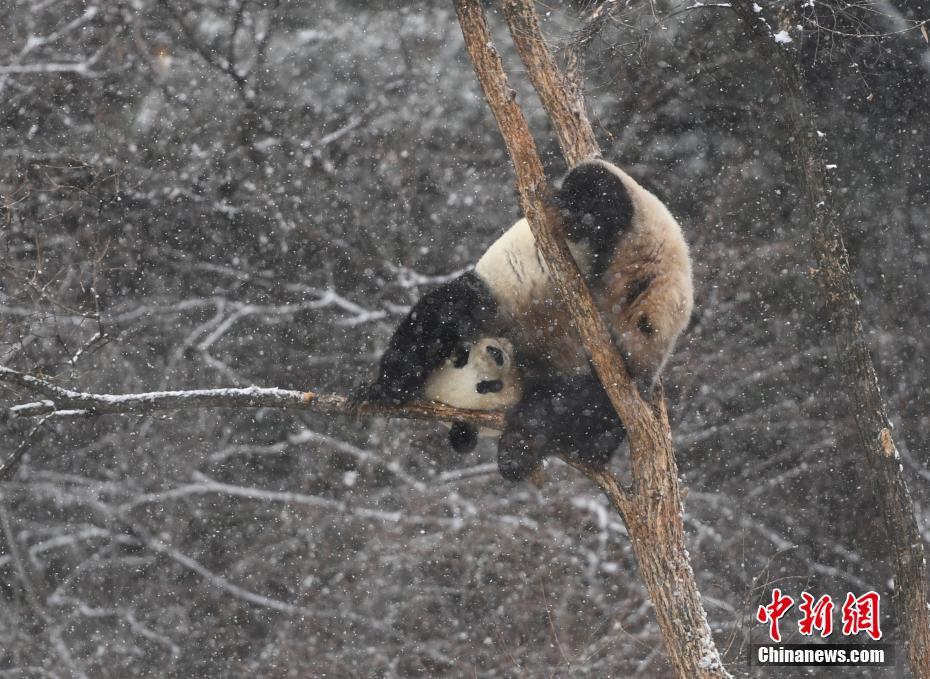 長(zhǎng)春で初雪観測(cè)　嬉しそうに雪遊びをするパンダの「夢(mèng)夢(mèng)」