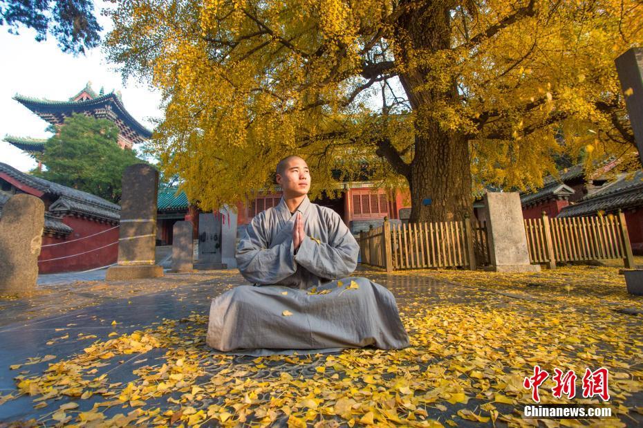 秋の美しさにあふれた寺院　イチョウの葉が敷き詰められた少林寺　河南省