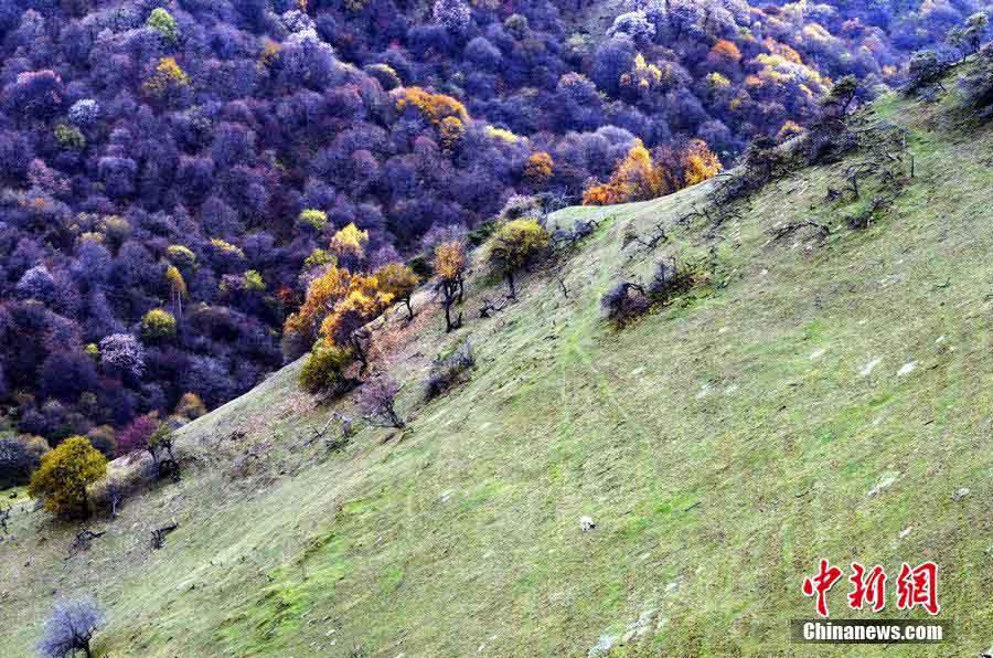 晩秋の天水関山老爺嶺　まるで秋色のパレット　甘粛省