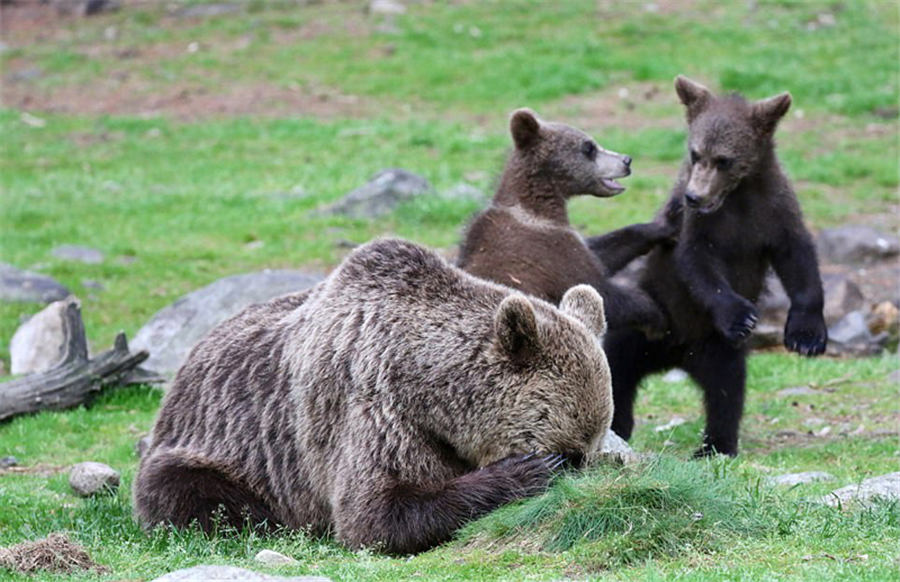 野生動物たちのユーモアが詰まった寫真コンテスト開催