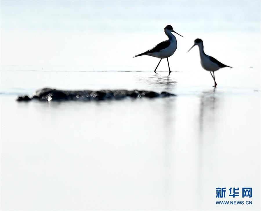 北大港濕地、渡り鳥の群れ來訪　天津市