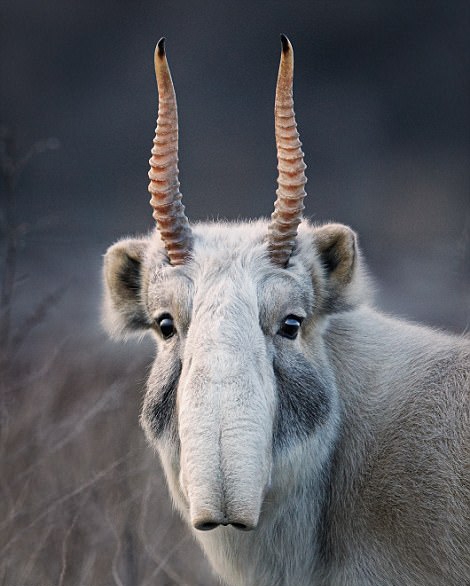 絶滅危懼動物の危機(jī)に瀕している様子を捉えた寫真集「ENDANGERED」