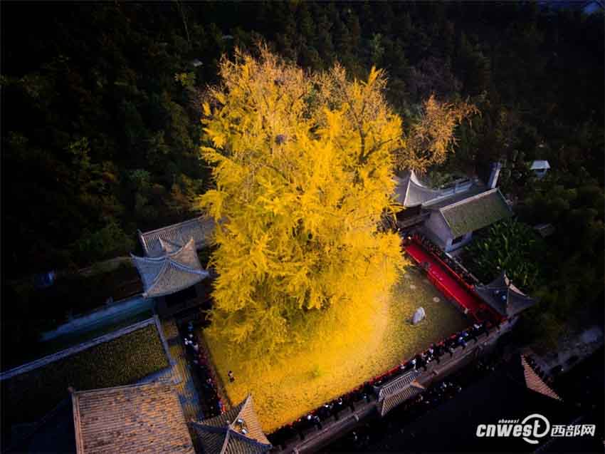 「神様目線」で古観音禪寺の美しいイチョウの大木をドローン撮影　西安市