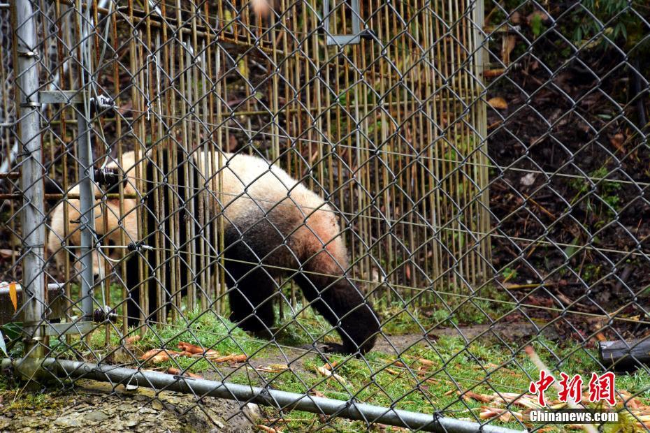 野性化訓練中のパンダ捕獲成功　まもなく自然へ　四川省