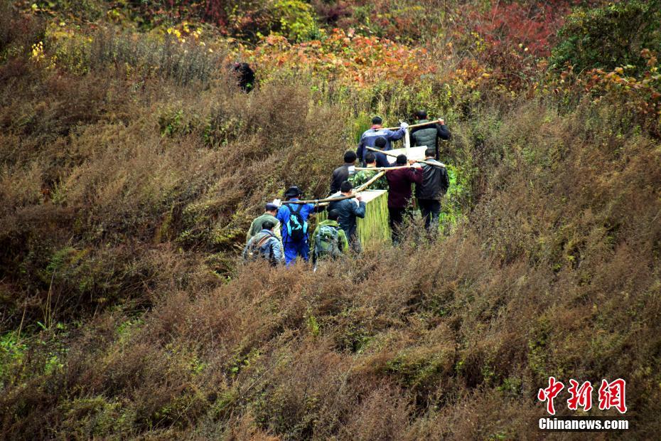 野性化訓(xùn)練中のパンダ捕獲成功　まもなく自然へ　四川省