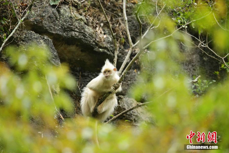 體毛が真っ白　珍しいフランソワルトンのアルビノ種を発見