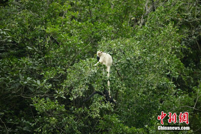 體毛が真っ白　珍しいフランソワルトンのアルビノ種を発見