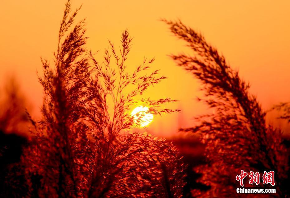 初冬、夜明けの太陽に赤く染まるゴビ濕地　甘粛省