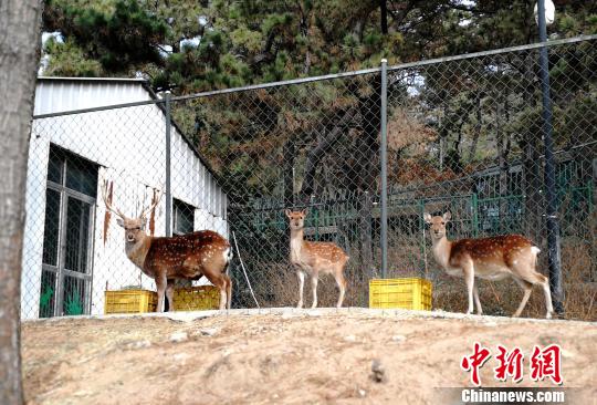 臺灣地區(qū)から大陸部に贈られたシカとヤギが7度目の冬　山東省