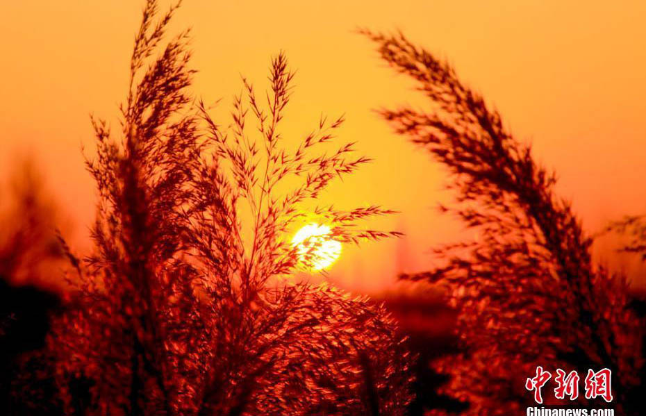 初冬、夜明けの太陽(yáng)に赤く染まるゴビ濕地　甘粛省