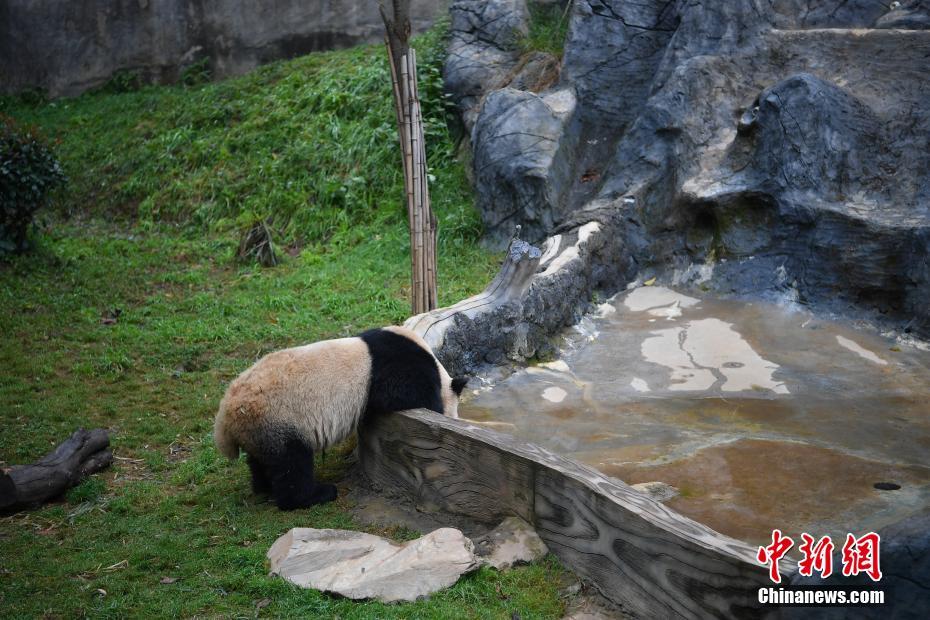 「春城」昆明で気溫急降下　動(dòng)物たちは溫かくして越冬