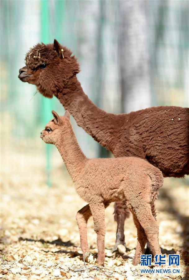 ラサの曲水動物園　高原に暮らす動物たち