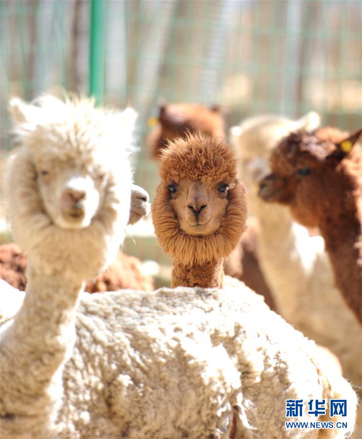 ラサの曲水動(dòng)物園　高原に暮らす動(dòng)物たち