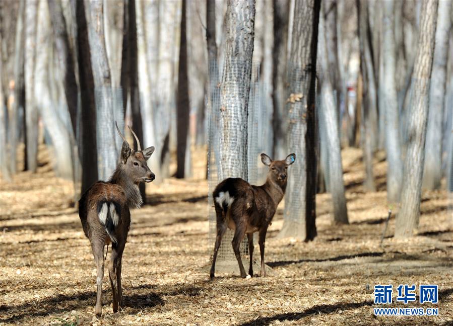 ラサの曲水動(dòng)物園　高原に暮らす動(dòng)物たち