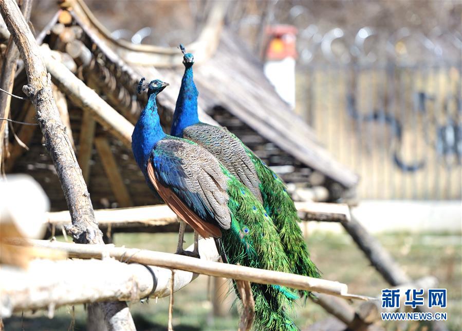 ラサの曲水動(dòng)物園　高原に暮らす動(dòng)物たち