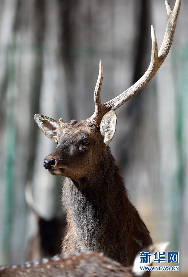 ラサの曲水動物園　高原に暮らす動物たち