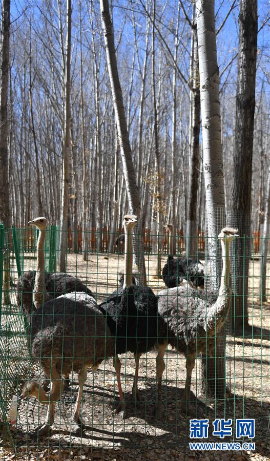 ラサの曲水動物園　高原に暮らす動物たち