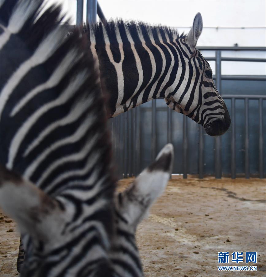 ラサの曲水動物園　高原に暮らす動物たち