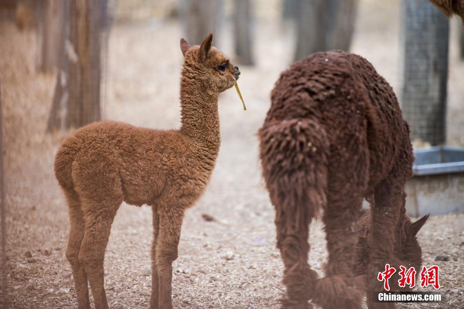 チベット初のアルパカの赤ちゃん誕生　愛(ài)くるしい姿にメロメロ