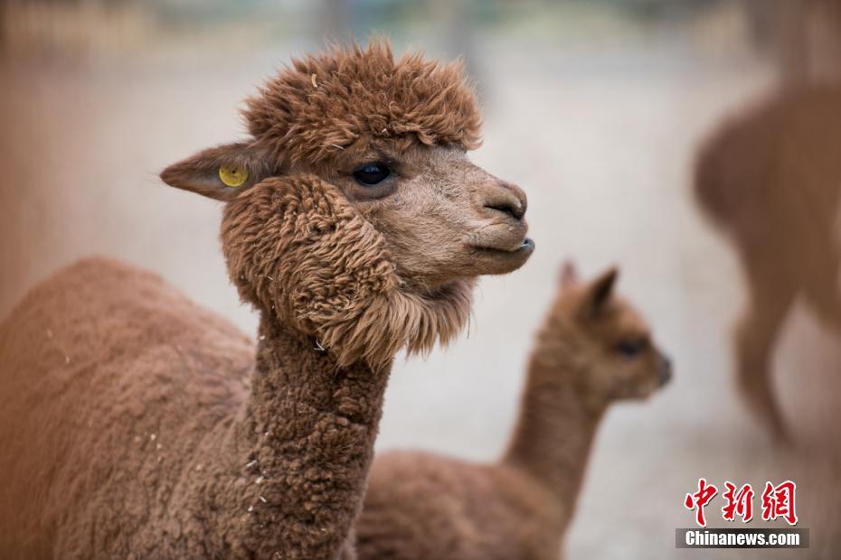 チベット初のアルパカの赤ちゃん誕生　愛くるしい姿にメロメロ