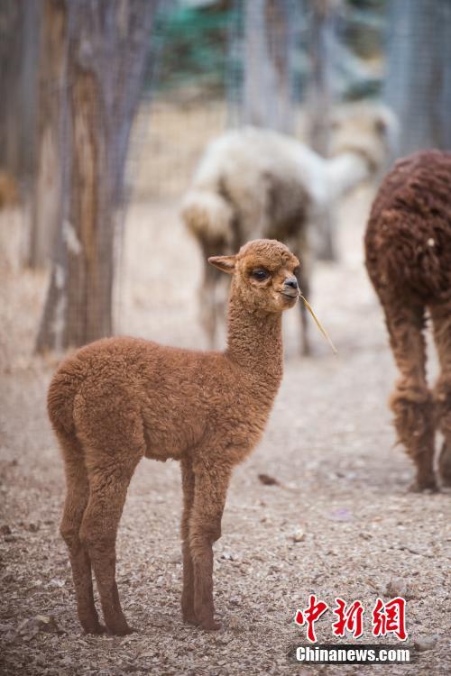 チベット初のアルパカの赤ちゃん誕生　愛くるしい姿にメロメロ