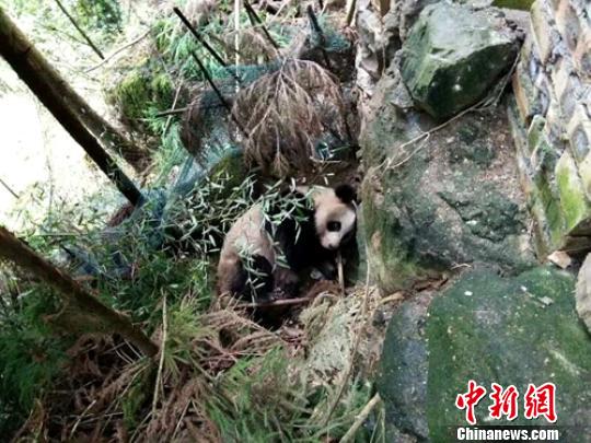 四川省のある村の山林で、村人が成年の野生パンダを発見