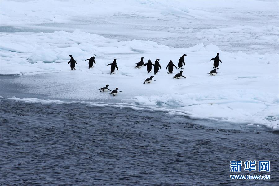 極地観測船「雪竜號」、南極に到達