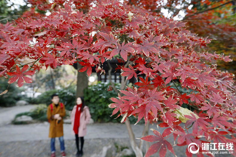 霜が降りて鮮やかさを更に増した西湖景勝區(qū)の紅葉　浙江省