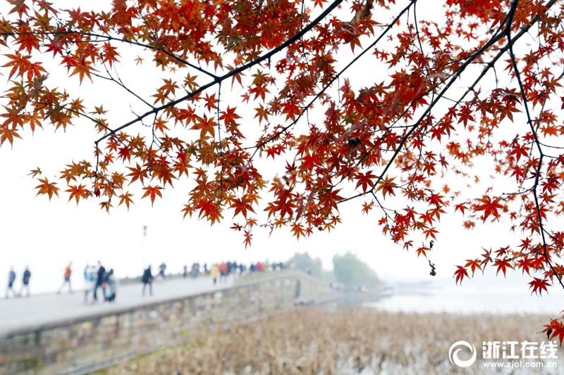 霜が降りて鮮やかさを更に増した西湖景勝區(qū)の紅葉　浙江省