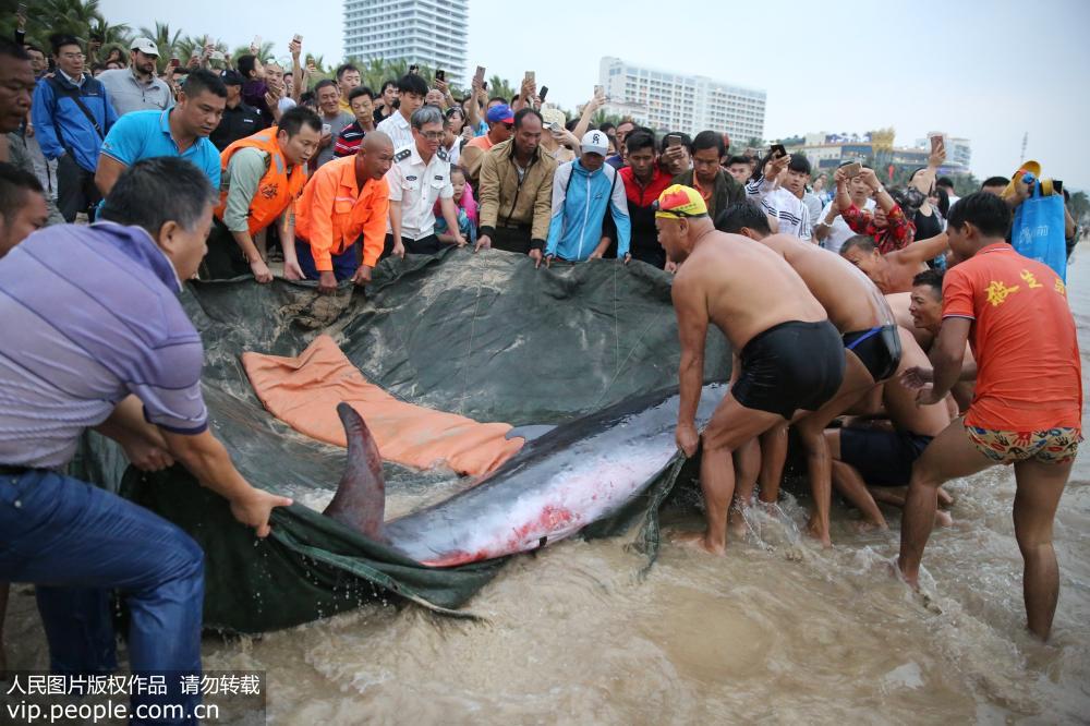 淺瀬に打ち上げられたコマッコウクジラをライフセーバーが救出　海南省