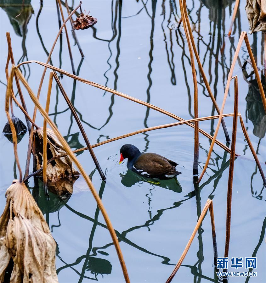 多彩な景色を見(jiàn)せる冬の西湖　杭州