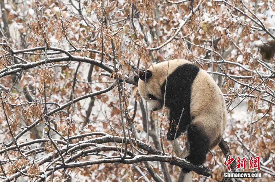 済南市で初雪観測(cè)、パンダの「雅吉」雪に大はしゃぎ　山東省