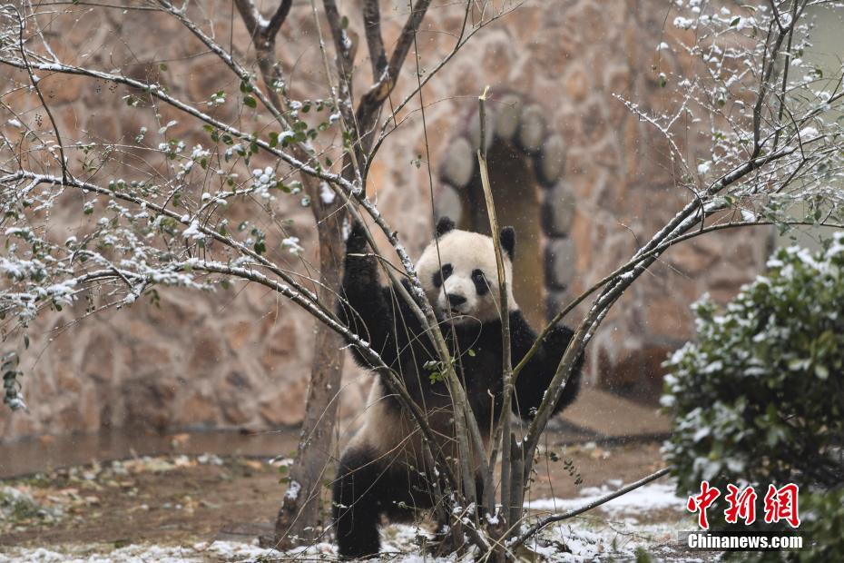 済南市で初雪観測(cè)、パンダの「雅吉」雪に大はしゃぎ　山東省