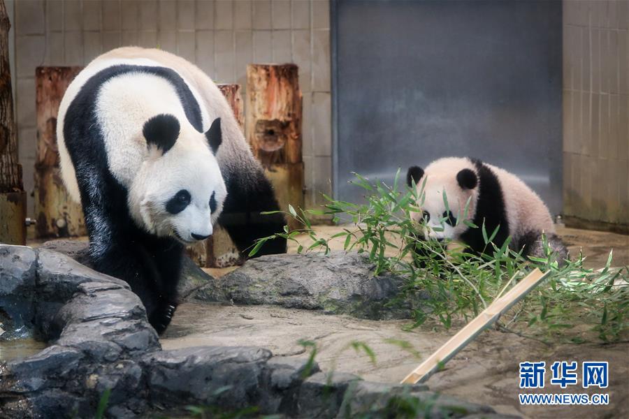 上野動(dòng)物園の赤ちゃんパンダ「香香」が19日に一般公開(kāi)