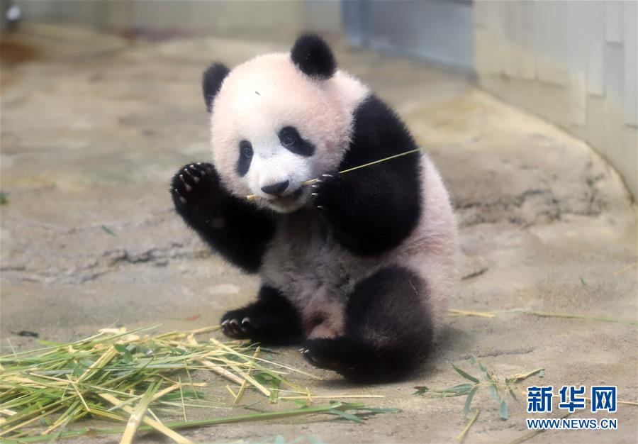 上野動物園の赤ちゃんパンダ「香香」が19日に一般公開