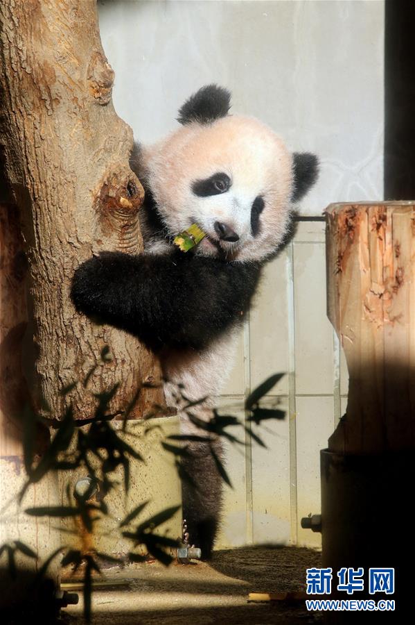 上野動(dòng)物園の赤ちゃんパンダ「香香」が19日に一般公開(kāi)