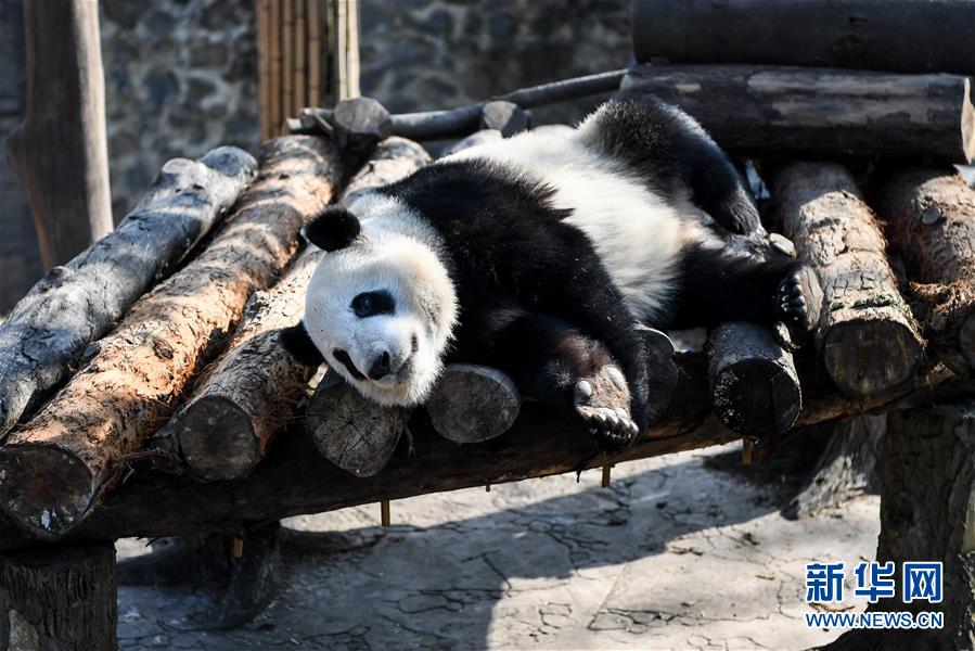 晴天続く成都　気持ち良さそうに冬の日差し浴びるパンダ