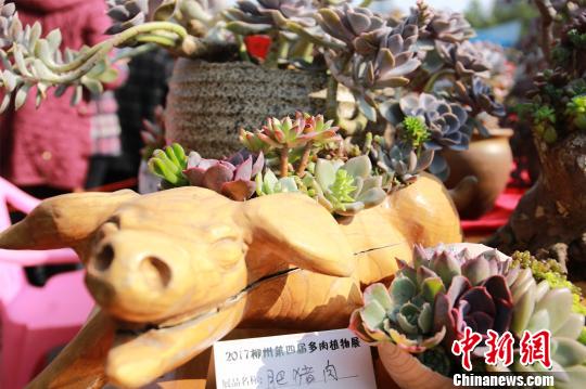 可愛らしい見た目で人々を魅了 多肉植物展