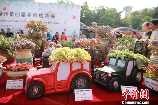 可愛らしい見た目で人々を魅了 多肉植物展