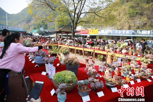 可愛(ài)らしい見(jiàn)た目で人々を魅了 多肉植物展