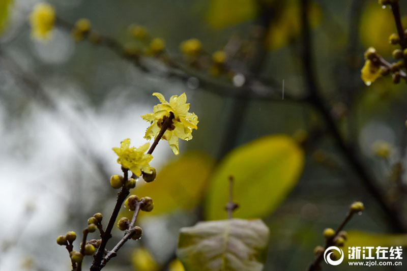 雨の中で咲き誇るロウバイの花　芳しい香りを漂わせる　杭州市