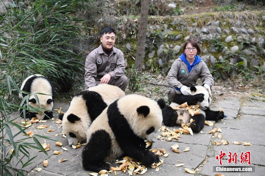 雅安碧峰峽基地のパンダ幼稚園　愛くるしい赤ちゃんパンダが観光客を魅了