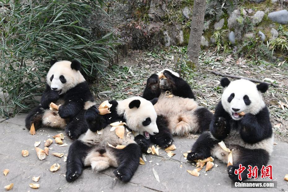 雅安碧峰峽基地のパンダ幼稚園　愛(ài)くるしい赤ちゃんパンダが観光客を魅了