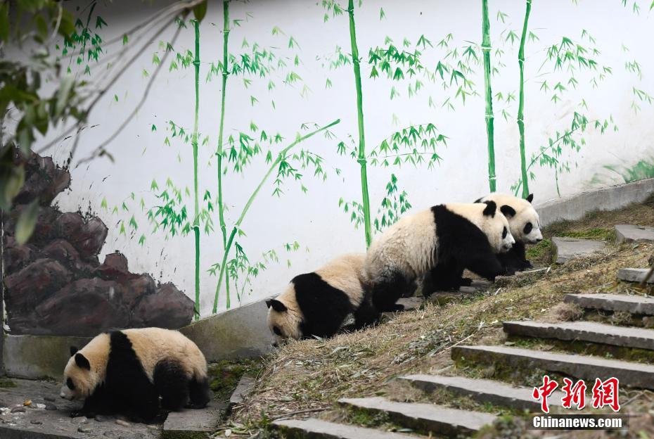 雅安碧峰峽基地のパンダ幼稚園　愛くるしい赤ちゃんパンダが観光客を魅了