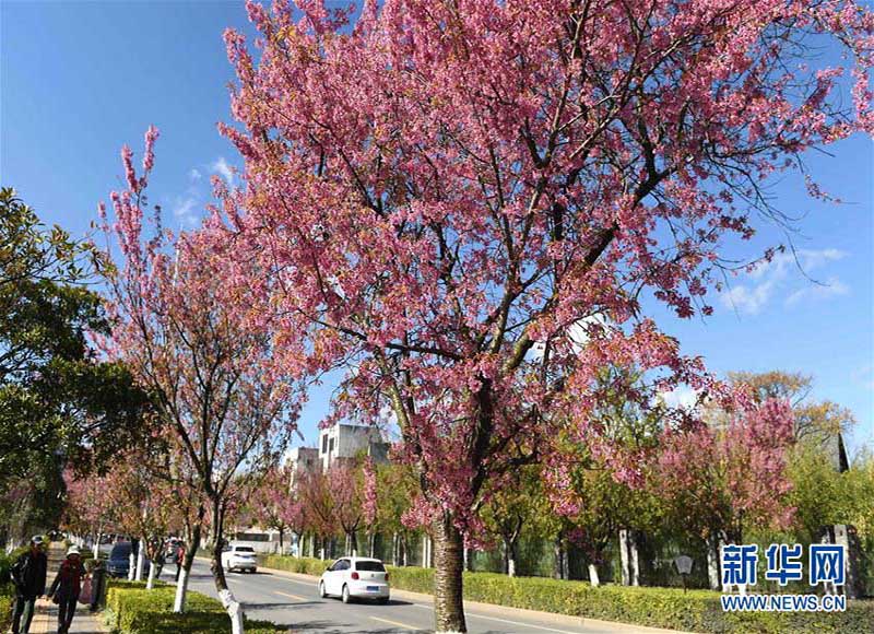 冬桜が満開迎えた昆明、春の景色広がる