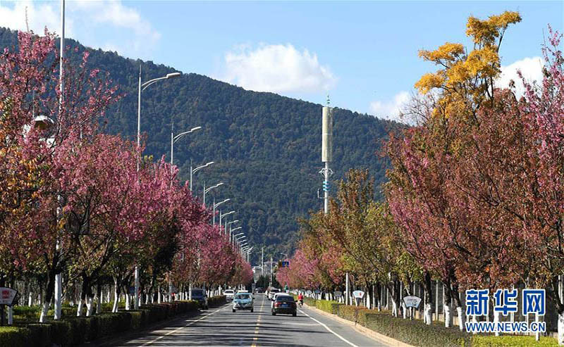 冬桜が満開迎えた昆明、春の景色広がる